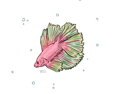 betafish beta beta fish illustration ipad procreate procreate app procreate art succulent