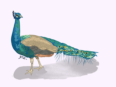 Iridescent bird drawing illustration peacock procreate procreate art