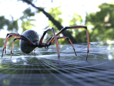 Spider 3d after effects animation c4d gif illustration loop maxon motion design octane render spider