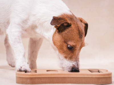 What Is Brain Training For Dogs? dogs