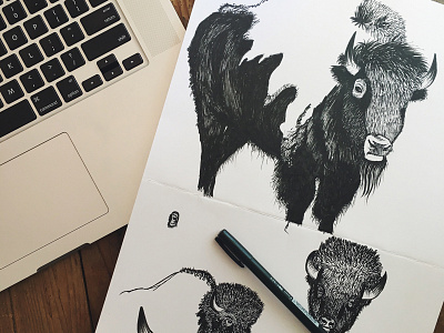 Bison Sketches bison bison drawing drawing hand drawing pen and ink pens tombow