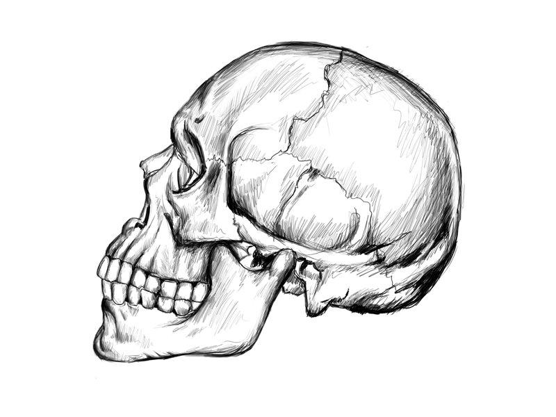 Skull wacom sketch - 1 hour tablet crosshatch cross hatch illustration speed drawing wacom sketch skull drawing