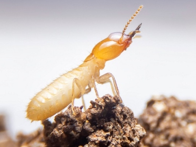 Termites branding graphic design illustration logo pest control photography