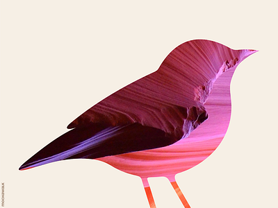 Bird antelopecanyon bird combination digitalart photo silhouette