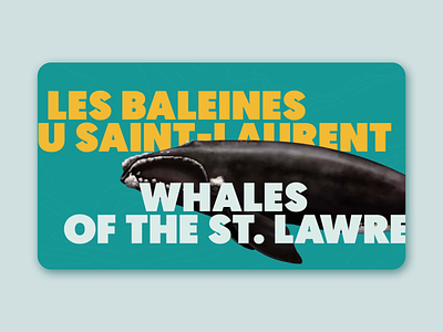 Whales of the St. lawrence animal animation motion design typo whales