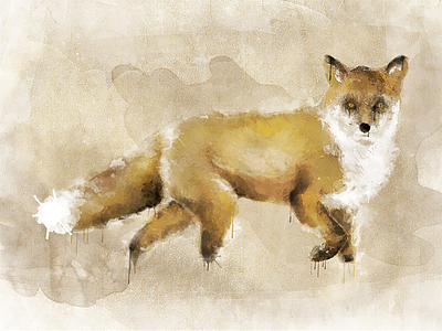 Watercolor Fox animal brushes digitalart digitalpainting drawing fox illustration texture watercolor watercolorpainting