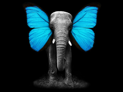 Elephant Butterfly abstract adobe animal art butterfly design dribbble editing elephant graphic iran manipulation photo photograph photoshop