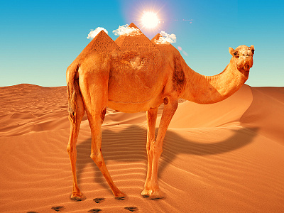 Camel Giza