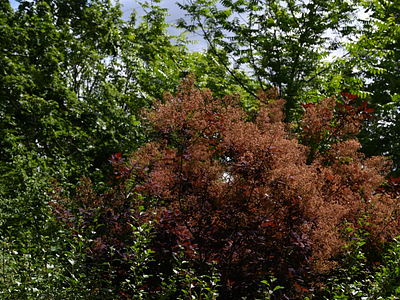 Green Berlin