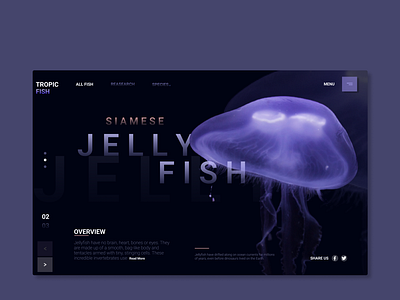 JELLY FISH