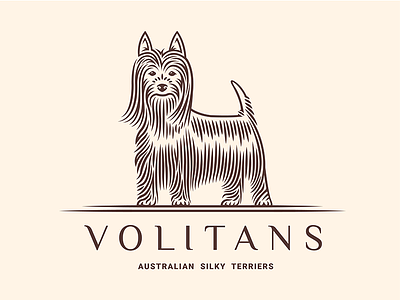 VOLITANS australian dog silky terrier