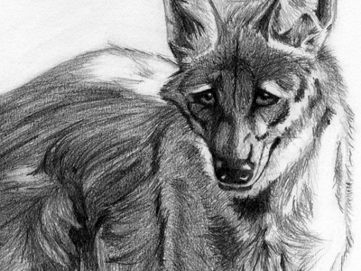Maned Wolf animal graphite maned wolf traditional