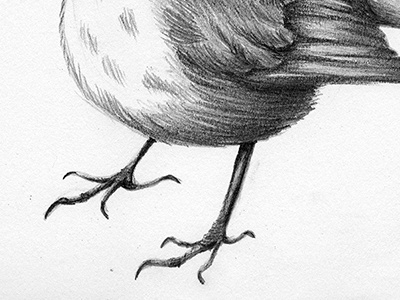 European Robin birds graphite illustration nature nimals sketch