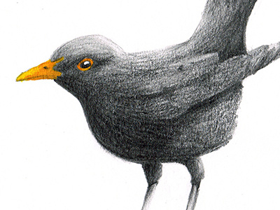 Common blackbird birds blackbird ecoline graphite illustration nature