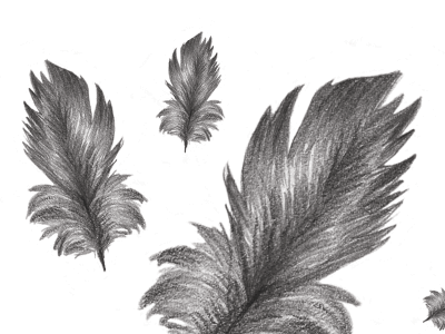 feathers of faith animal bird feather feathers graphite pencil