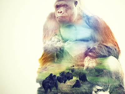 Silverback animal blend double exposure gorilla group jungle mountain wwf