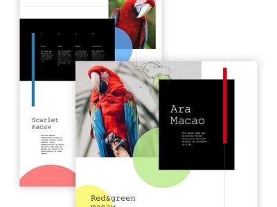 Ara Macao Landing ara bird blue contrast landing parrot red ui