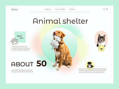 Animal shelter design ui uiux web design