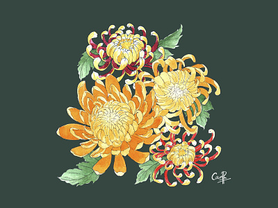 Chrysanthemum - Watercolor flowers hand drawn illustration painting photoshop watercolor