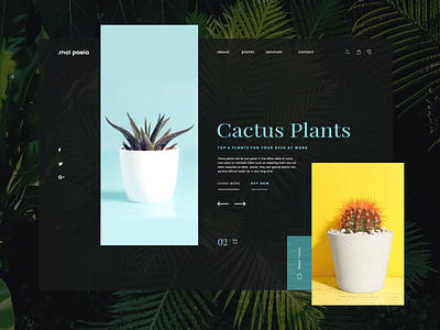 Cactus Plants Shop