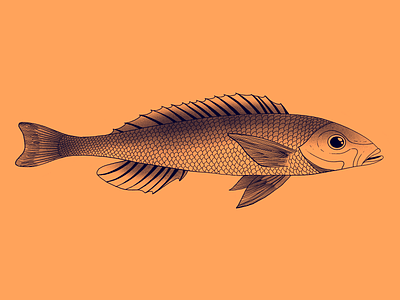 Fish design fish fishes illustration nature procreate