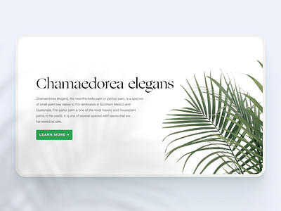 Plant web app — 2 design plant plant app ui ux web app