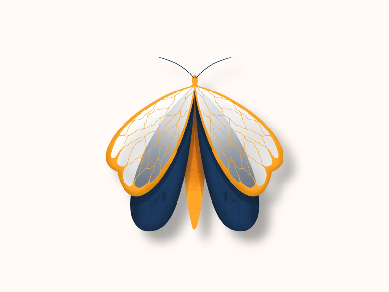 Moth animal noise drawing procreate insect summer illustration moth