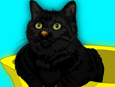 cat 2d adobe illustrator animation illustration motion graphics