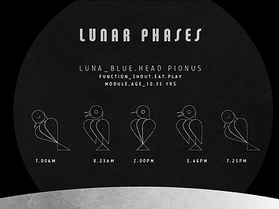 Lunar Phases bird illustration moon parrot space