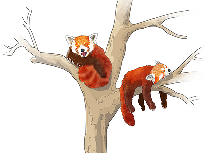 Red Pandas are cute as hell animal bear cute illustration panda vector