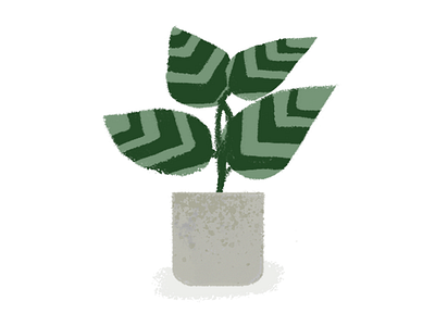 Calathea illustration plants