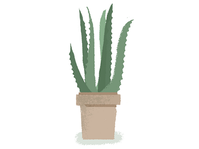 Aloe aloe plants succulent