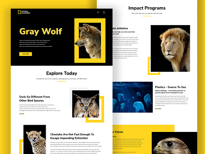 NatGeo Web Redesign natgeo ui ux web wildlife