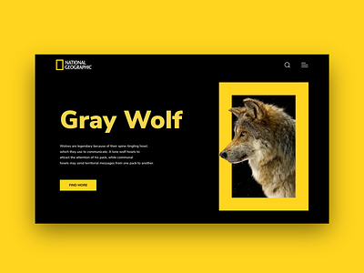 National Geographic natgeo ui ux designer web