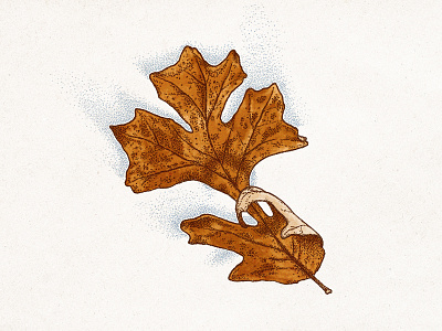 Autumn Leaf autumn fall illustration ink leaf line art pen photoshop stipple