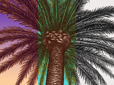 Palm Tree Color Series blackandwhite color series daylight drawing hand drawing illustration ink line art palm leaves palm tree pen photoshop series sunset tree