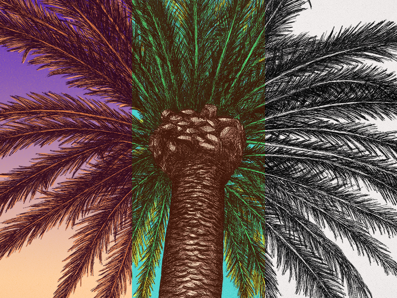 Palm Tree Color Series By Jonathan Pratt On Dribbble