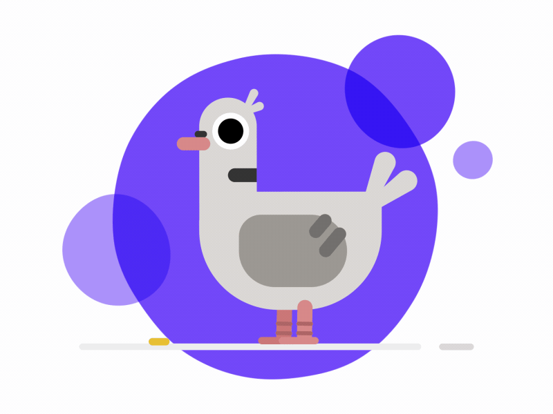 Pigeon What! aftereffects animation bird character derp feeding flying illosmith illustration motion pigeon