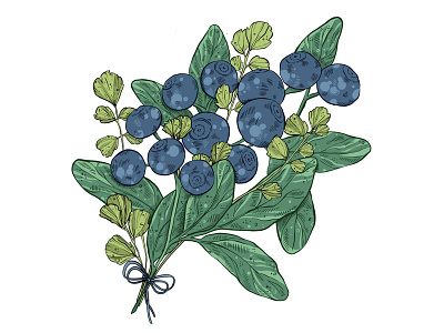 Blueberry & Parsley botanical illustration design illustration