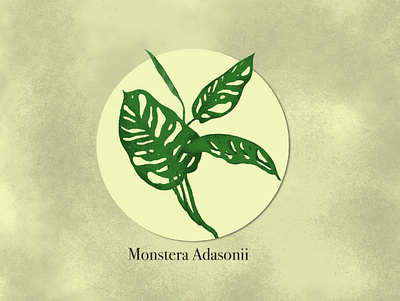 Monstera Adasonii handdrawing hireme illustraion illustrator plant illustration procreate