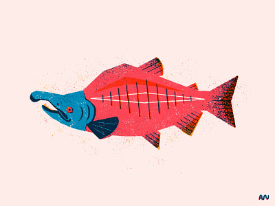 Sockeye Salmon animals character design fish illustration marine life ocean pacific northwest procreate salmon sockeye water wildlife