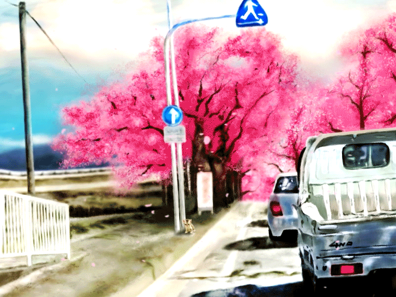 cherry blossoms tree with the flowers falling down.