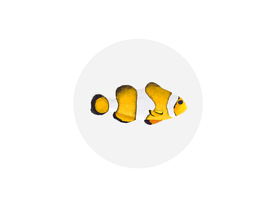 fish fish yellow fish