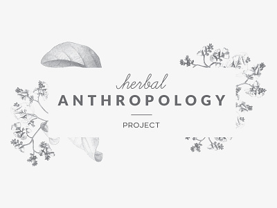 Herbal Anthropology Project - Concept branding clean concept identity illustration logo modern