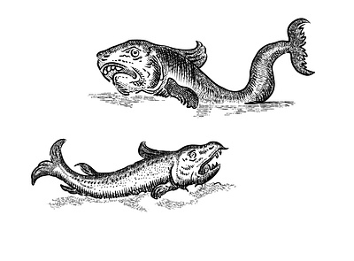 Cross-hatching illustration of fish design graphic design illustration vector