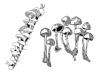 Vector sketch, forest mushrooms