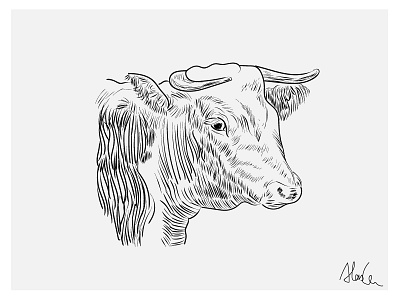 This is a cow animal cow illustration stroke