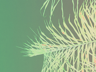 Sunprint Rayograph Palm Trees background design branding design instagram palm tree psychedelic sun print y2k