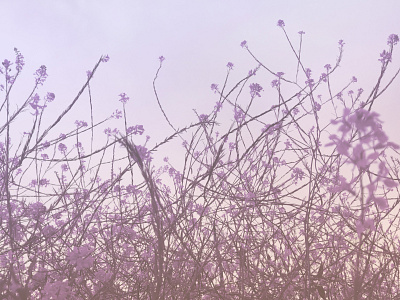 Violet Wildflower Fields