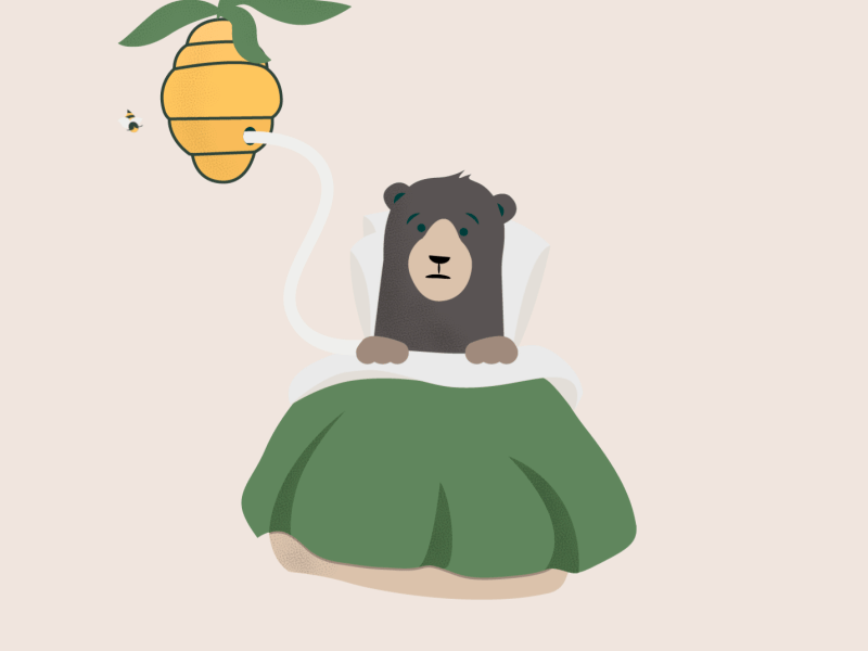 Animated bear animal hospital cute animal fun bee honey illustration bear 2d animation animation